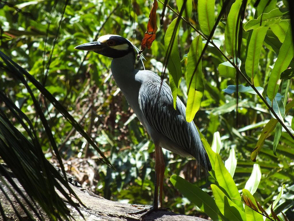 Cabinas Caribe Luna Cahuita Exteriör bild
