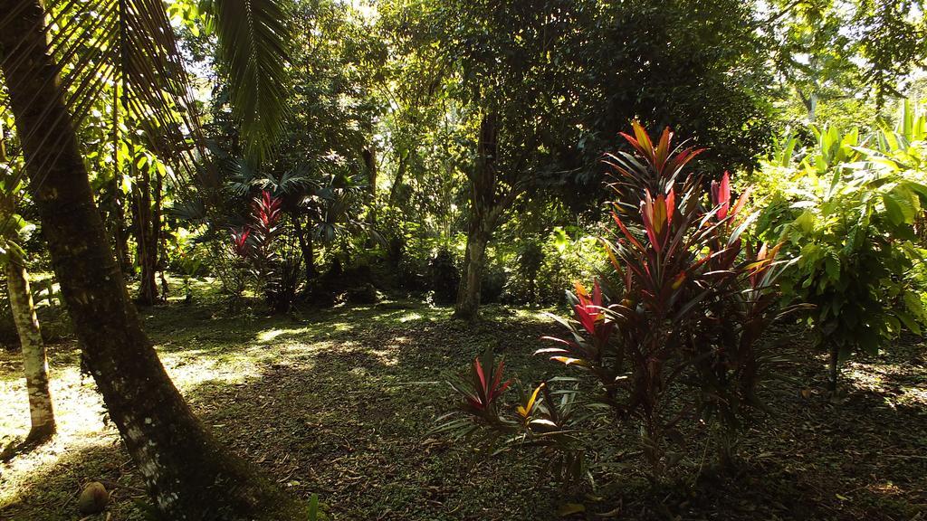Cabinas Caribe Luna Cahuita Exteriör bild